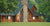 Brown Cedar